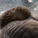 From Drained to Gained: How SEO Strategies Can Revitalize Your Pool Repair Business in Bradenton