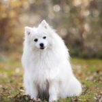 “From Fido to Fortune: The Insider’s Guide to Using PPC for Pet Boarding Success in Bradenton”