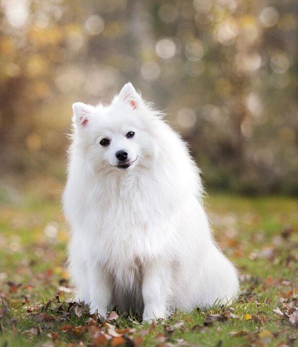 “From Fido to Fortune: The Insider’s Guide to Using PPC for Pet Boarding Success in Bradenton”