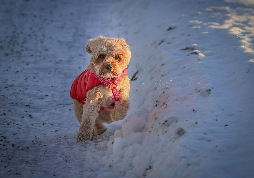 From Fluff to Fame: Why Every Sarasota Pet Groomer Needs a Solid SEO Plan!