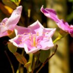 From Grassroots to Glory: Leveraging PPC to Bloom Your Bradenton Landscaping Brand