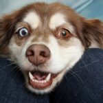 From Groomed to Glorious: The Essential Role of SEO in Elevating Pet Grooming Services in Bradenton!