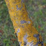 From Hidden Hazards to Digital Dominance: The Power of SEO for Sarasota Mold Remediation Services