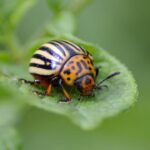 From Infestation to Innovation: Leveraging SEO to Grow Your Pest Inspection Business in Bradenton
