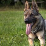 From Leash to Leads: Why Sarasota Pet Trainers Should Invest in PPC Advertising
