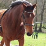 From Leashes to Leads: Mastering PPC to Elevate Your Dog Walking Business in Bradenton