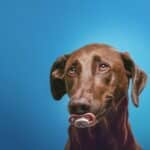 From Park to Page One: How SEO Can Help Bradenton Dog Walkers Stand Out in a Competitive Market