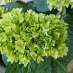 From Patios to Profits: How SEO Can Elevate Your Bradenton Business