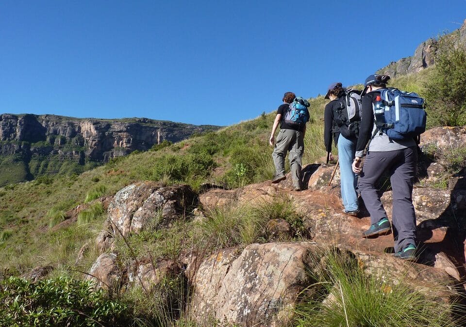 From Paws to Profits: Unlocking the Power of PPC for Bradenton's Dog Walking Businesses