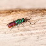 From Pests to Profits: Leveraging PPC to Elevate Your Bradenton Pest Control Services