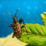From Pests to Profits: Unlocking the Benefits of PPC for Local Pest Inspectors