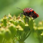 From Pests to Profits: Unlocking the SEO Secrets for Small Pest Control Companies in Bradenton