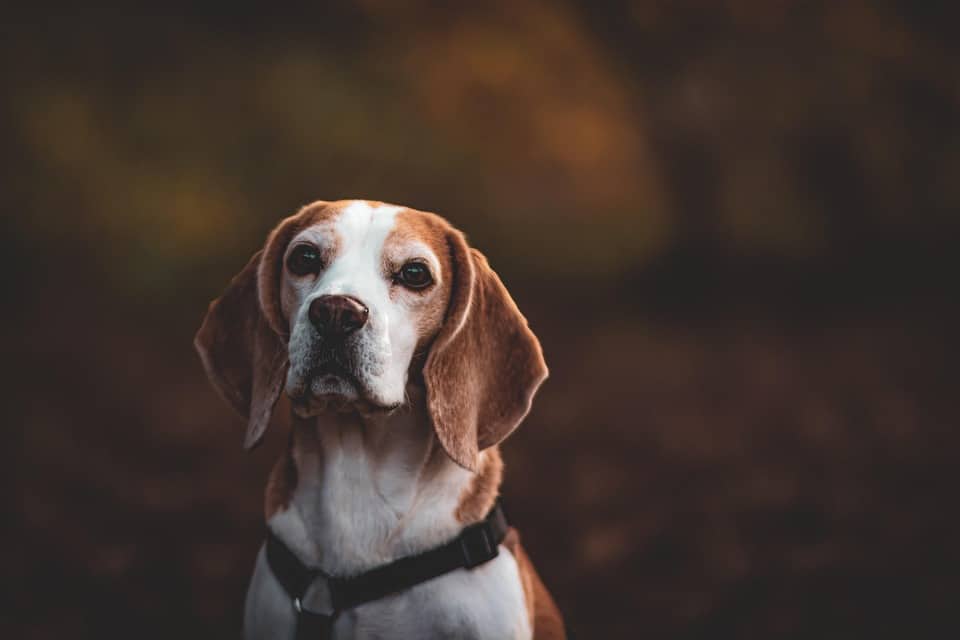From Pup to Profit: Why Every Sarasota Pet Groomer Needs an SEO Strategy to Thrive