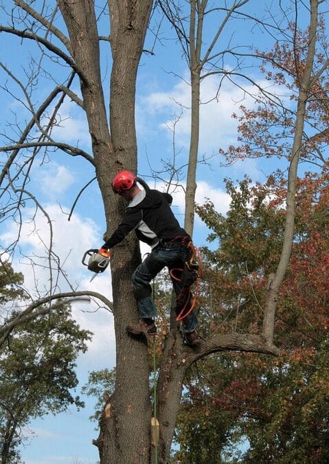 From Sapling to Success: The SEO Strategies Every Bradenton Tree Service Should Embrace