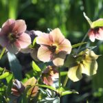 From Seed to Success: Boosting Your Sarasota Landscaping Firm’s Visibility with SEO Strategies
