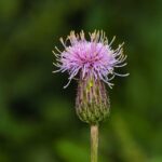 From Seed to Success: Transform Your Sarasota Landscaping Firm with Targeted PPC Strategies
