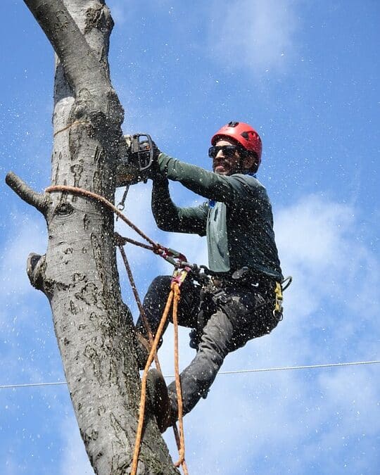 From Stump to Search: Unlocking the Benefits of SEO for Sarasota's Tree Services