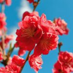 From Stump to Success: Elevate Your Sarasota Tree Service with Targeted PPC Strategies