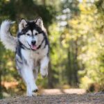 From Tail Wagging to Top Rankings: Why Sarasota Pet Trainers Need SEO to Thrive