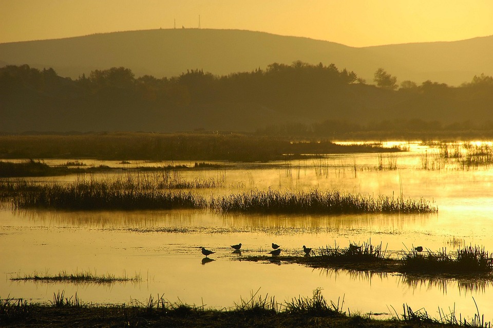 From Zero to Crystal Clear: The Power of PPC for Sarasota Pool Cleaners