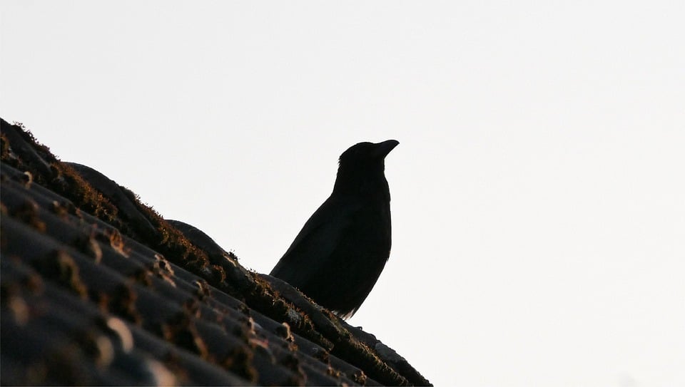 Get the Upper Hand: How Targeted PPC Campaigns Can Elevate Your Bradenton Chimney Sweep Service to New Heights