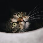 Grooming for Growth: Unlocking the Power of SEO for Sarasota's Pet Grooming Pros!