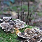 Grounded in Growth: Unlocking the Power of SEO for Flooring Installers in Bradenton