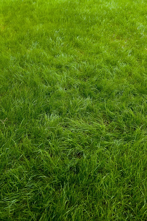 Grow Your Green: How PPC Advertising Can Transform Lawn Care Businesses in Bradenton