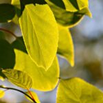 Grow Your Landscaping Business: How PPC Can Cultivate Local Customers in Bradenton