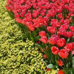 Growing Green: How SEO Can Transform Your Bradenton Landscaping Business