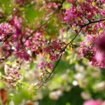 Growing Your Tree Service in Sarasota: How PPC Can Help You Stand Tall Among Competitors