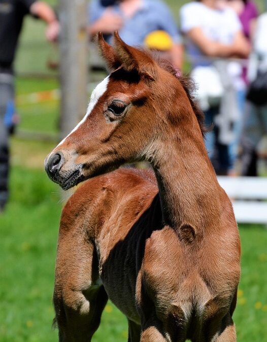 Harnessing PPC for Growth: A Sarasota Mold Remediation Owner's Guide to Success!