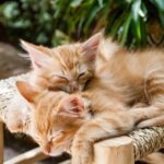 How SEO Can Turn Your Sarasota Pet Grooming Business into a Local Favorite!