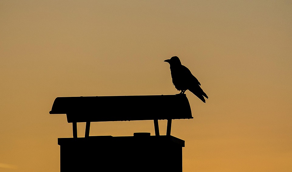 Ignite Your Business: The Untapped SEO Potential for Sarasota’s Chimney Sweeps