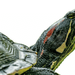 Impactful Clicks: Why Every Sarasota Septic Tank Business Needs a Solid PPC Game Plan