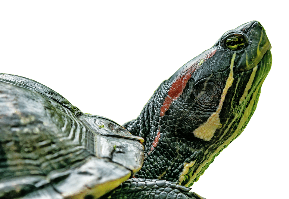 Impactful Clicks: Why Every Sarasota Septic Tank Business Needs a Solid PPC Game Plan