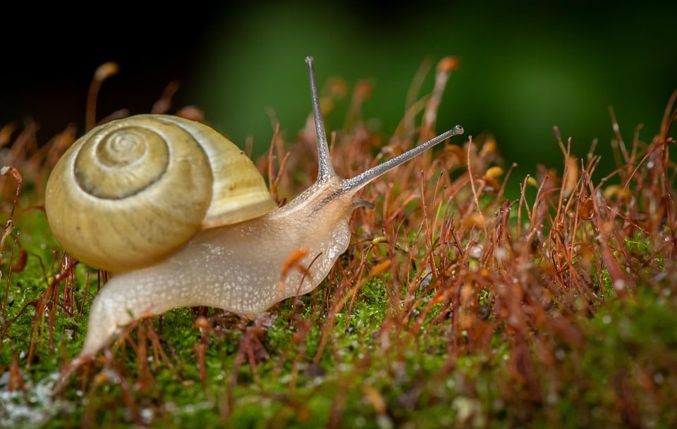 “Investing in Clicks: How PPC Can Swat Away Competition for Bradenton Pest Inspectors”