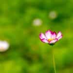 Lawn Care Lift-Off: Maximize Your Reach and Revenue with PPC in Bradenton