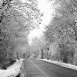 Leaf Your Competition Behind: The PPC Advantage for Sarasota's Tree Care Professionals