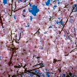 Leaves No Stone Unturned: Why Sarasota Tree Services Can't Afford to Ignore PPC Marketing