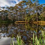 Leaves of Opportunity: Maximize Your Tree Service Visibility in Bradenton with SEO