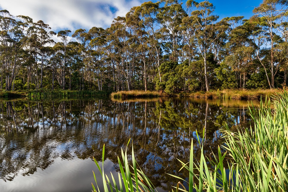 Leaves of Opportunity: Maximize Your Tree Service Visibility in Bradenton with SEO