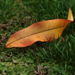 Local Leads at Your Doorstep: Maximize Your Bradenton Carpet Cleaning Business with Targeted PPC Campaigns