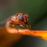 Local Love: Why Sarasota Pest Inspectors Can't Afford to Ignore SEO in Today's Market