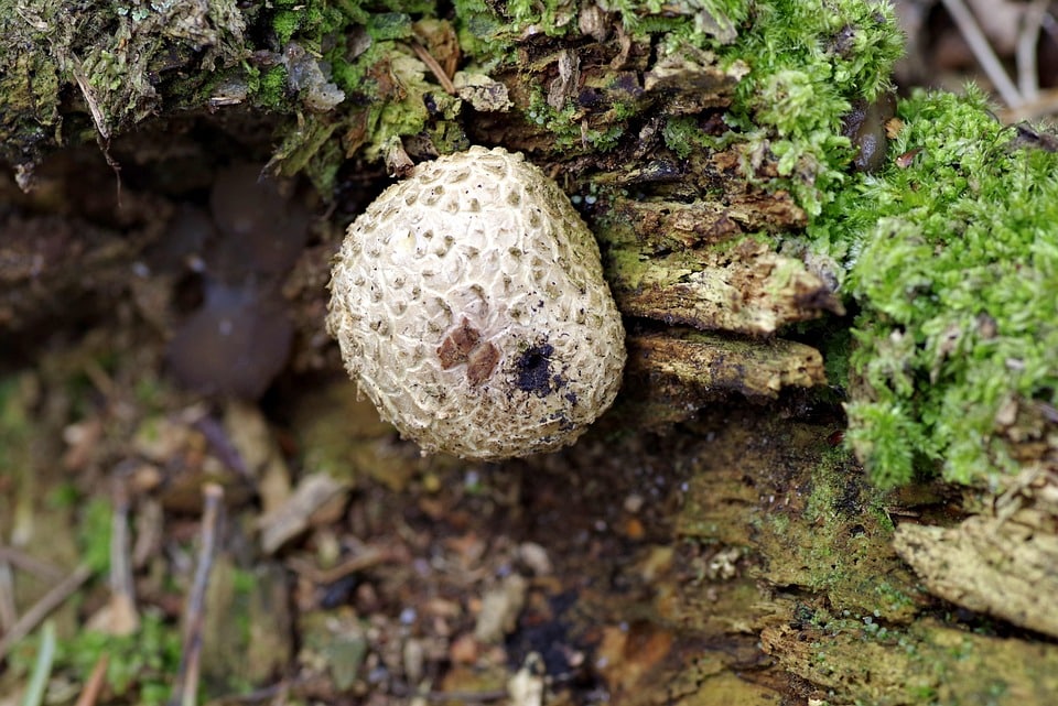 Local SEO vs. PPC: Why Sarasota Mold Remediation Businesses Should Invest in Paid Ads