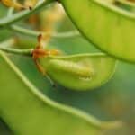 Local Visibility Matters: How Bradenton Pest Inspectors Can Thrive with Smart SEO Strategies