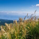 Maximize Visibility: Why SEO is Essential for Small IT Services in Bradenton