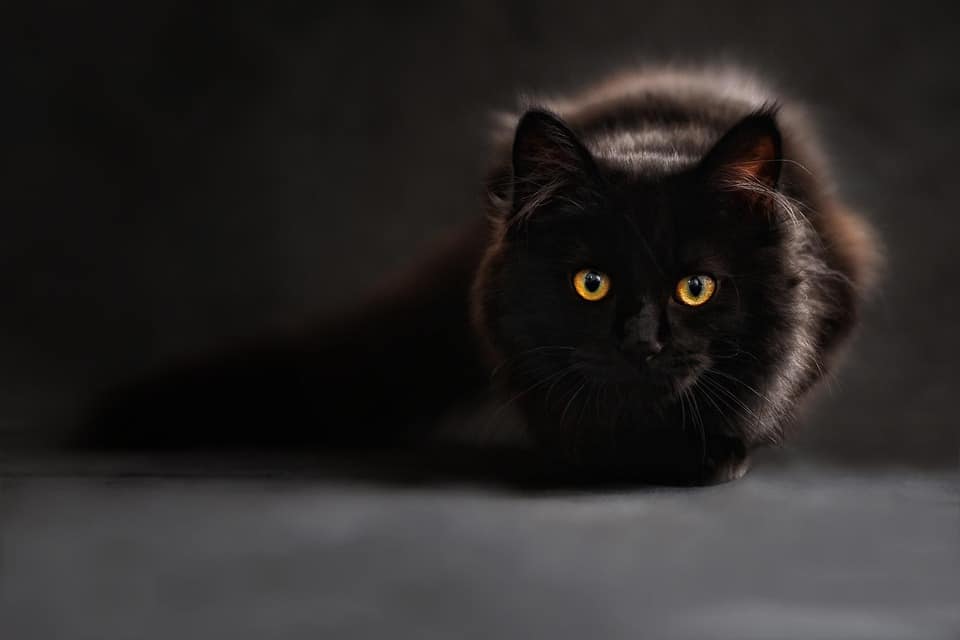 Meow-velous Marketing: Why Local SEO is a Game-Changer for Bradenton's Pet Boarding Businesses