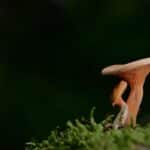 Mold Remediation Magic: How PPC Can Boost Your Sarasota Business Visibility!