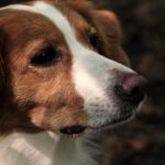 Paw-sitive Clicks: How SEO Can Boost Your Sarasota Dog Walking Business